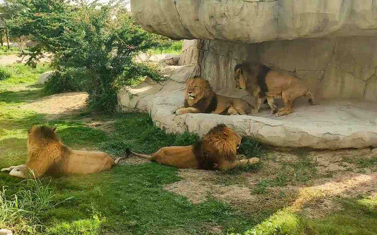 野生動物と動物種
