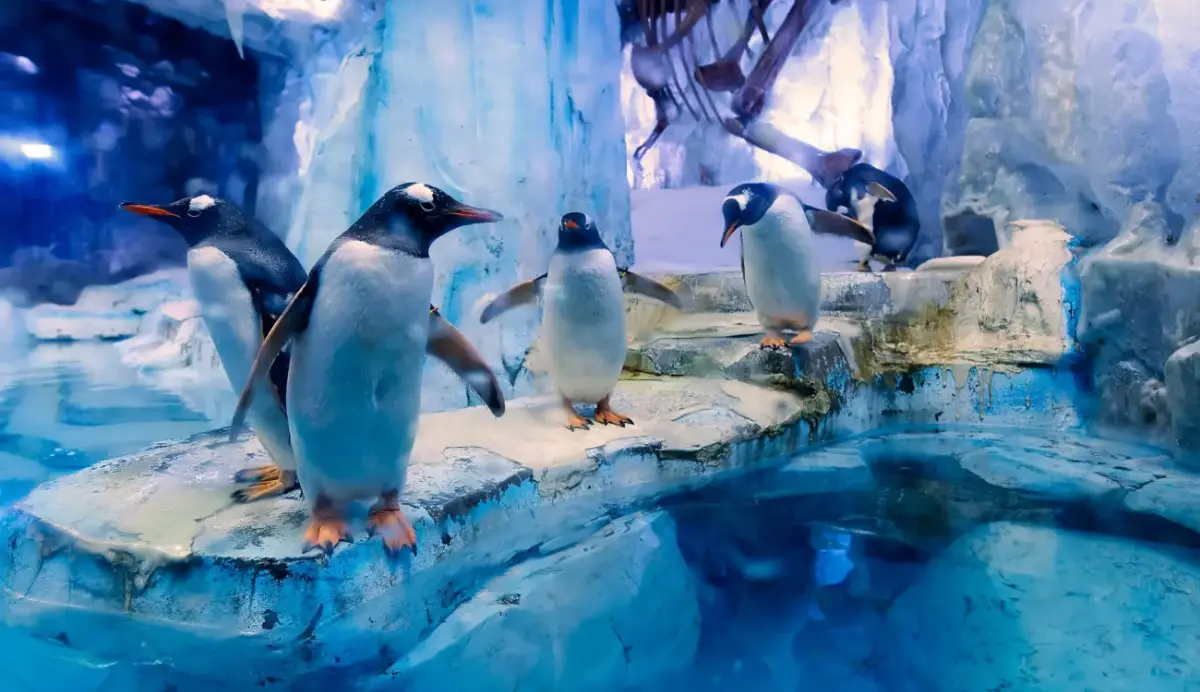 Heure de visite et meilleur moment pour se rendre à l'aquarium